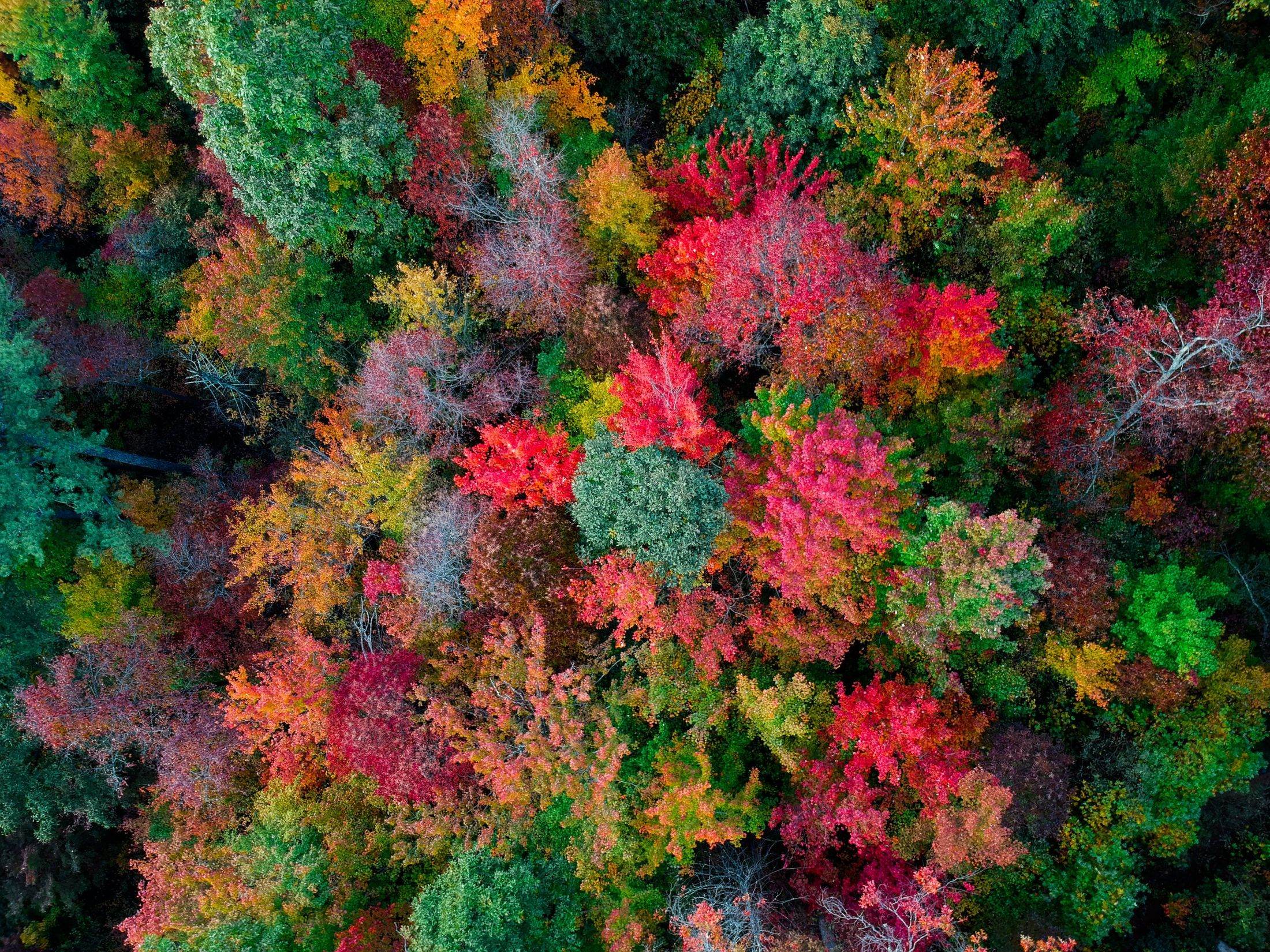 Aerial view of a forest canopy in autumn