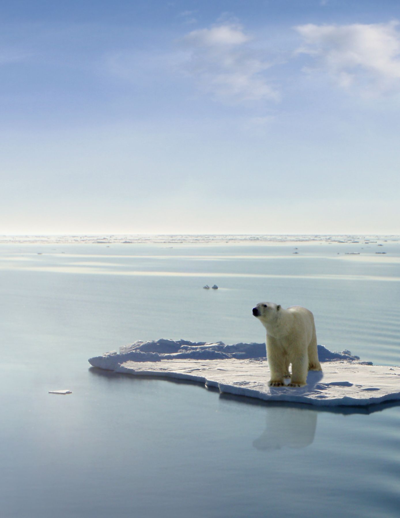 Polar bear standing on a small, melting ice floe